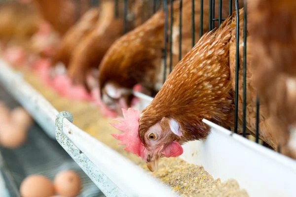 Ministério da Agricultura confirma primeiro caso de gripe aviária em granja comercial no Brasil