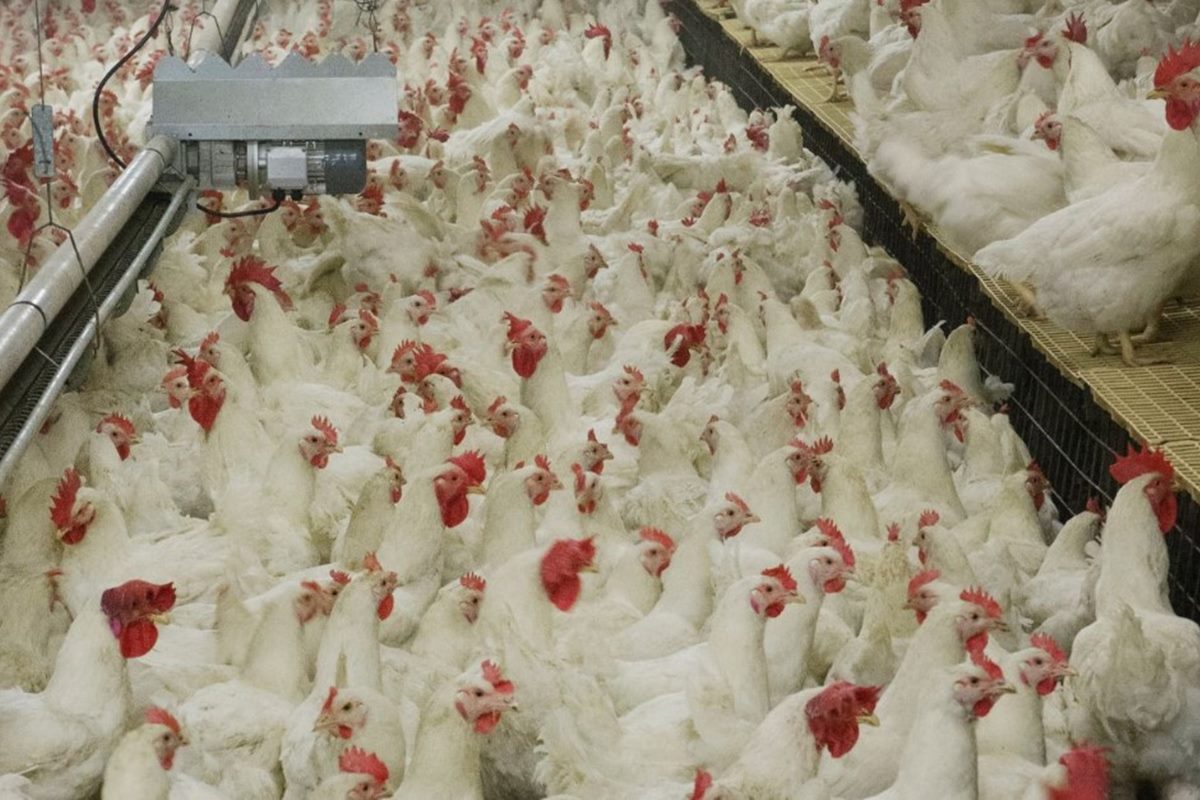 Sobe para 8 o número de suspeitas de gripe aviária no Brasil